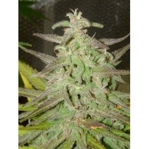 Maroc Feminised Seeds Maroc Feminised Seeds