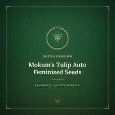 Mokum's Tulip Auto Feminised Seeds Mokum's Tulip Auto Feminised Seeds