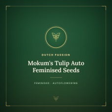 Mokum's Tulip Auto Feminised Seeds Mokum's Tulip Auto Feminised Seeds