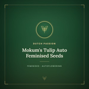 Mokum's Tulip Auto Feminised Seeds Mokum's Tulip Auto Feminised Seeds
