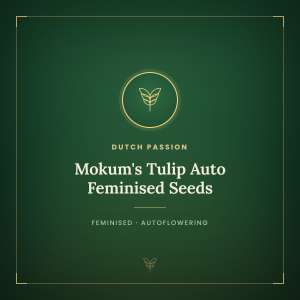 Mokum's Tulip Auto Feminised Seeds Mokum's Tulip Auto Feminised Seeds