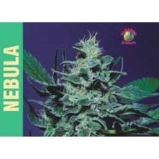 Nebula Feminised Seeds Nebula Feminised Seeds