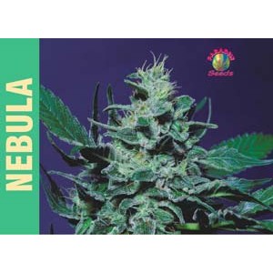 Nebula Feminised Seeds Nebula Feminised Seeds