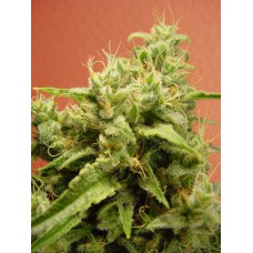 Opium Feminised Seeds Opium Feminised Seeds