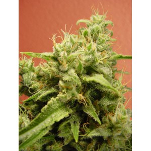 Opium Feminised Seeds Opium Feminised Seeds