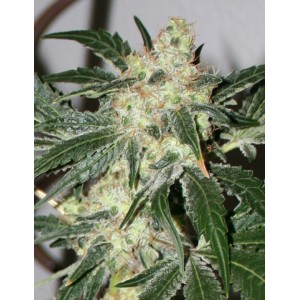 Acid Feminised Seeds Acid Feminised Seeds