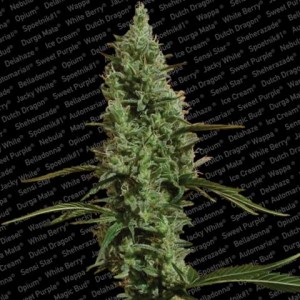 Atomical Haze Feminised Seeds Atomical Haze Feminised Seeds