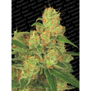 Acid Auto Feminised Seeds Acid Auto Feminised Seeds