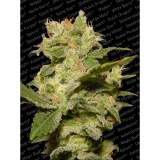 Jack Auto Feminised Seeds Jack Auto Feminised Seeds