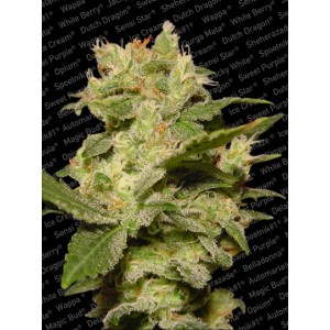 Jack Auto Feminised Seeds Jack Auto Feminised Seeds
