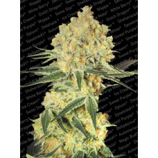 Wappa Auto Feminised Seeds Wappa Auto Feminised Seeds