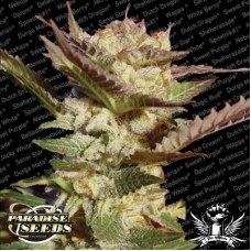 Durga Mata Feminised Seeds Durga Mata Feminised Seeds
