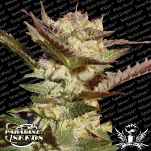 Durga Mata Feminised Seeds Durga Mata Feminised Seeds