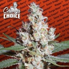L.A. Amnesia Feminised Seeds L.A. Amnesia Feminised Seeds