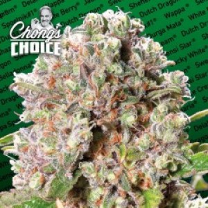 Mendocino Skunk Feminised Seeds Mendocino Skunk Feminised Seeds