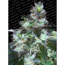 Original White Widow (IBL) Feminised Seeds Original White Widow (IBL) Feminised Seeds