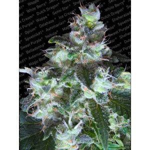 Original White Widow (IBL) Feminised Seeds Original White Widow (IBL) Feminised Seeds
