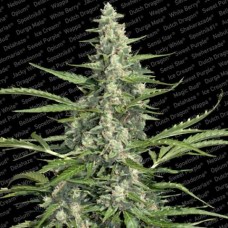 Pandora Auto Feminised Seeds Pandora Auto Feminised Seeds