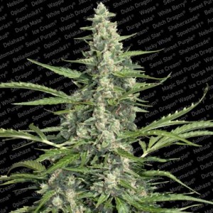 Pandora Auto Feminised Seeds Pandora Auto Feminised Seeds