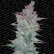 Vertigo Auto Feminised Seeds Vertigo Auto Feminised Seeds