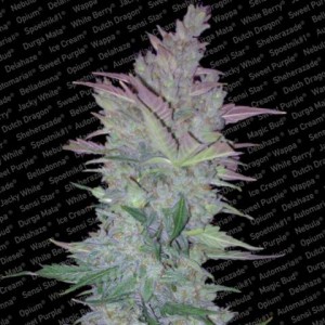 Vertigo Auto Feminised Seeds Vertigo Auto Feminised Seeds
