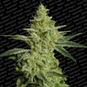 Allkush Feminised Seeds