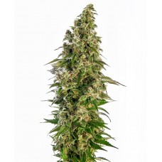 Afghani #1 Auto Feminised Seeds Afghani #1 Auto Feminised Seeds