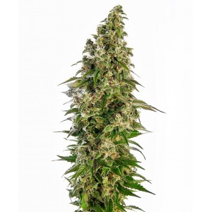 Afghani #1 Auto Feminised Seeds Afghani #1 Auto Feminised Seeds
