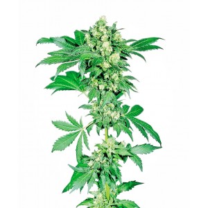 Afghani #1 Feminised Seeds Afghani #1 Feminised Seeds