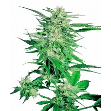Big Bud Feminised Seeds Big Bud Feminised Seeds