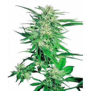 Big Bud Feminised Seeds