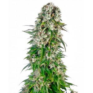 Big Bud Auto Feminised Seeds Big Bud Auto Feminised Seeds