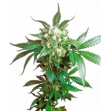 Black Domina Feminised Seeds Black Domina Feminised Seeds