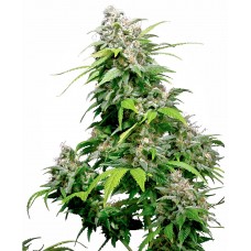 California Indica Feminised Seeds California Indica Feminised Seeds
