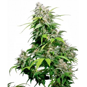 California Indica Feminised Seeds California Indica Feminised Seeds