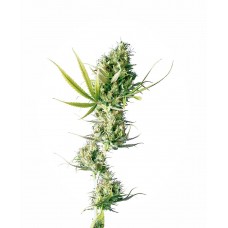 Durban Feminised Seeds Durban Feminised Seeds