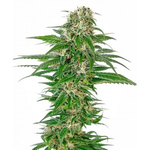 Early Skunk Auto Feminised Seeds