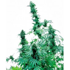 Early Skunk Feminised Seeds Early Skunk Feminised Seeds