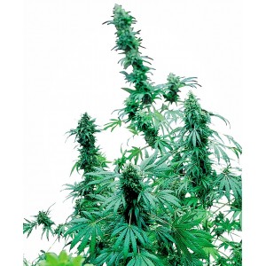 Early Skunk Feminised Seeds Early Skunk Feminised Seeds