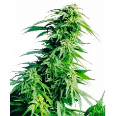 Hindu Kush Feminised Seeds Hindu Kush Feminised Seeds