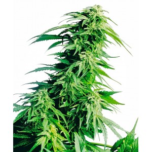 Hindu Kush Feminised Seeds Hindu Kush Feminised Seeds
