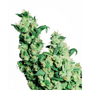 Jack Herer Feminised Seeds Jack Herer Feminised Seeds