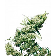 Jamaican Pearl Feminised Seeds Jamaican Pearl Feminised Seeds