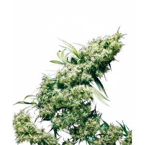 Jamaican Pearl Feminised Seeds Jamaican Pearl Feminised Seeds
