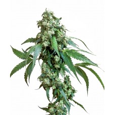 Jack Flash #5 Feminised Seeds Jack Flash #5 Feminised Seeds