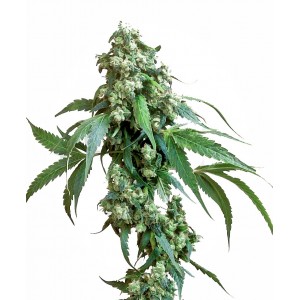 Jack Flash #5 Feminised Seeds Jack Flash #5 Feminised Seeds