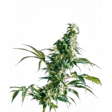 Mexican Sativa Feminised Seeds Mexican Sativa Feminised Seeds