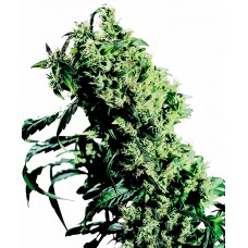 NL#5 x Haze Feminised Seeds NL#5 x Haze Feminised Seeds