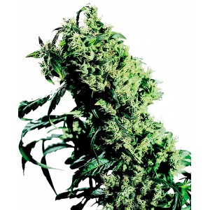 NL#5 x Haze Feminised Seeds NL#5 x Haze Feminised Seeds