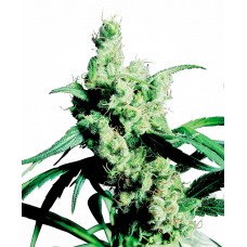Silver Haze Feminised Seeds Silver Haze Feminised Seeds